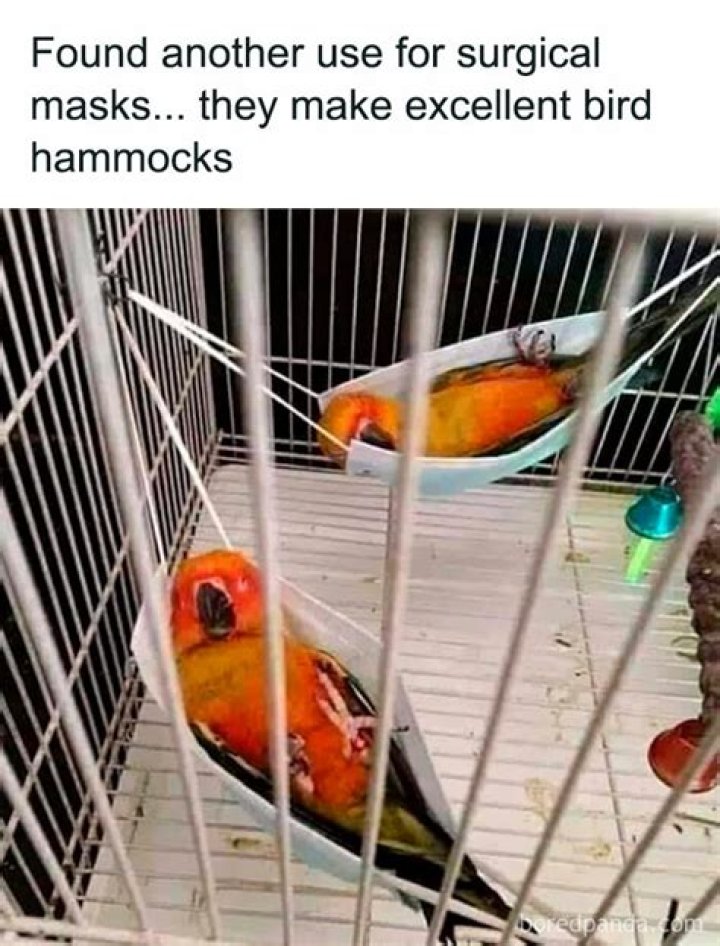 Cute & funny Bird memes ideas taken from the Internet