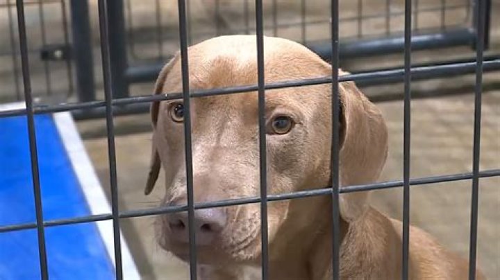 Nick Saban Arrested For Animal Cruelty, Mugshot And Charges