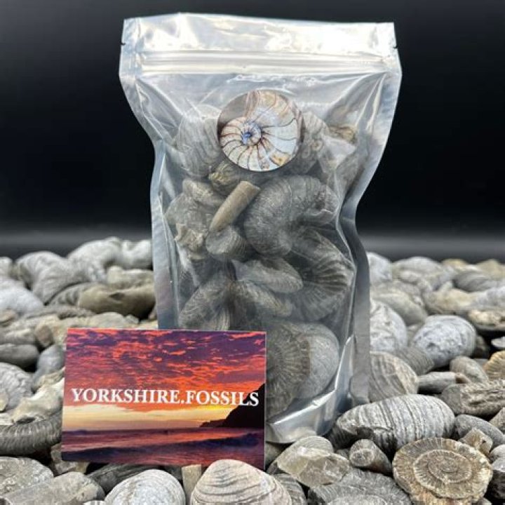 Yorkshire Fossils video statistics